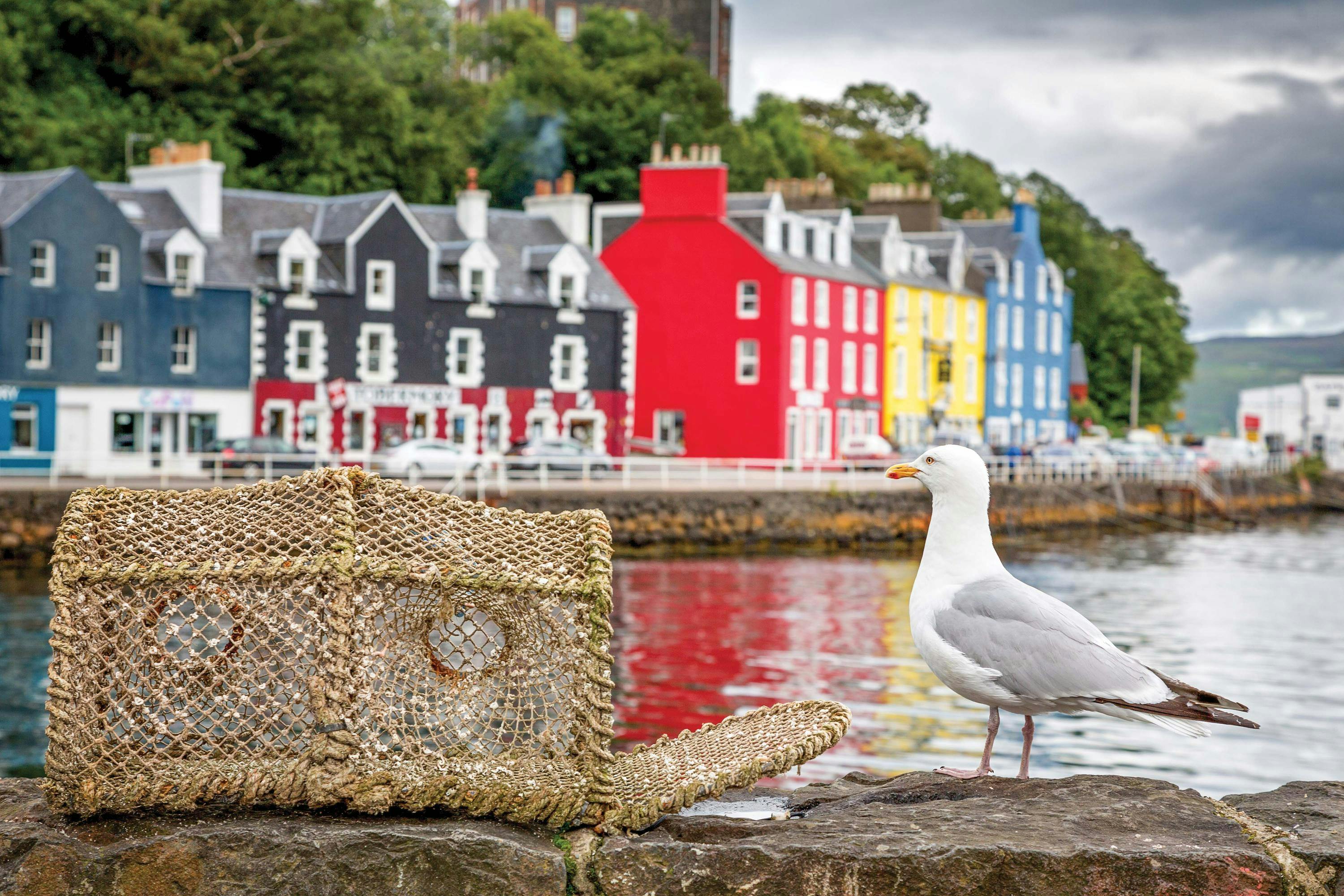 A seagull perched on the pier in front of the colorful village of Tobermory, Isle of Mull, Inner Hebrides, Scotland.