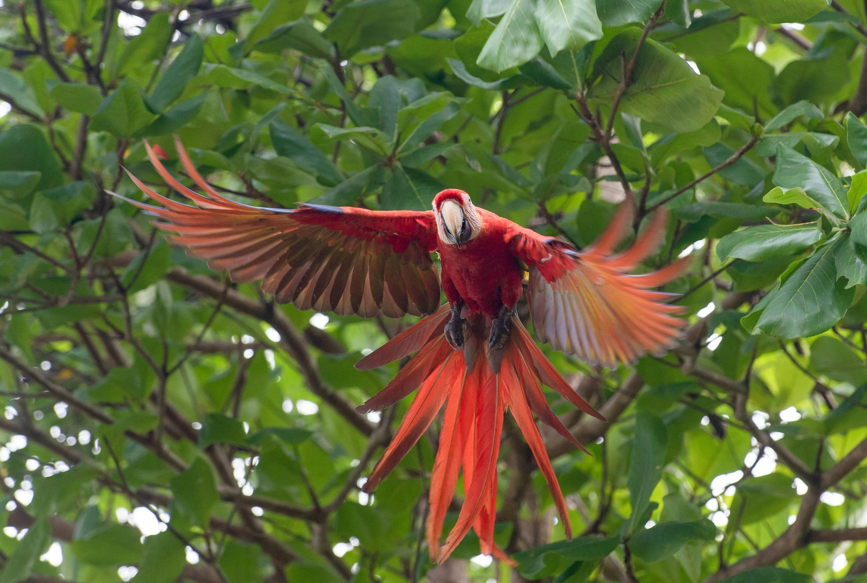 Scarlet macaws in flight over Corcovado National Park, Costa Rica.

Scarlet macaws are a beautiful and iconic species of parrot that are found in the tropical rainforests of Central and South America. They are known for their bright red plumage, blue and yellow wings, and long tails.