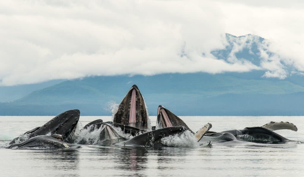 Medium RGB-Lindblad Expeditions-US Alaska AK791.jpg