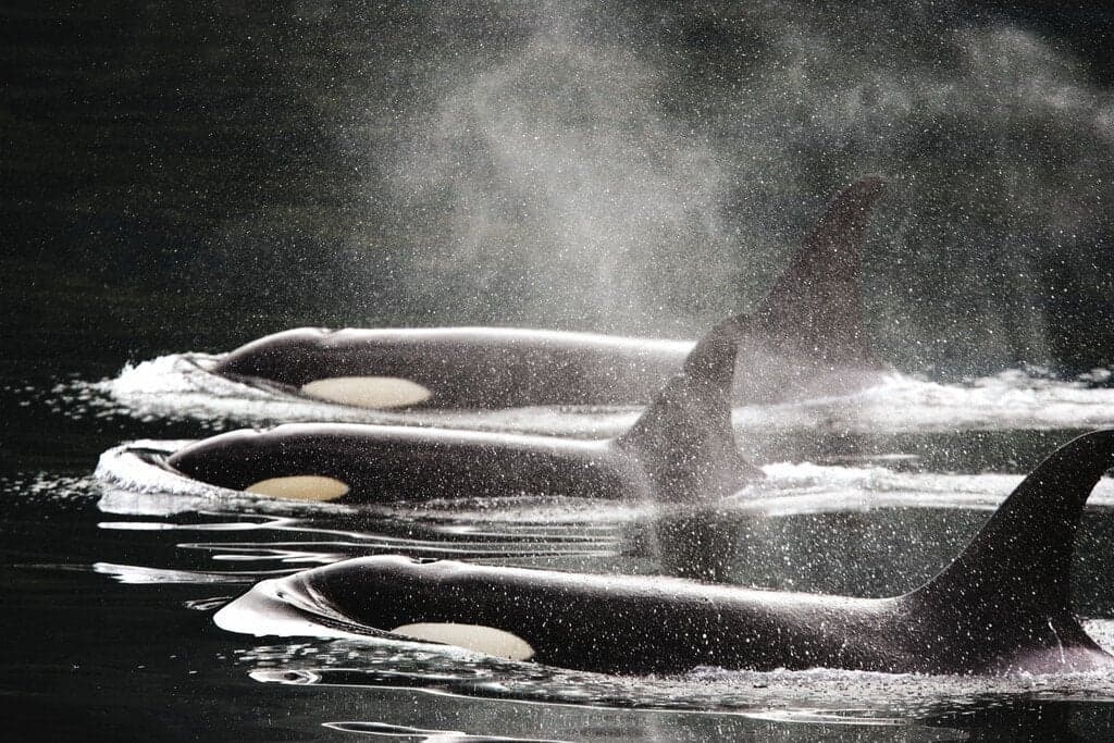 Hero Image Lindblad Expeditions-Canada British Columbia AK202.jpg