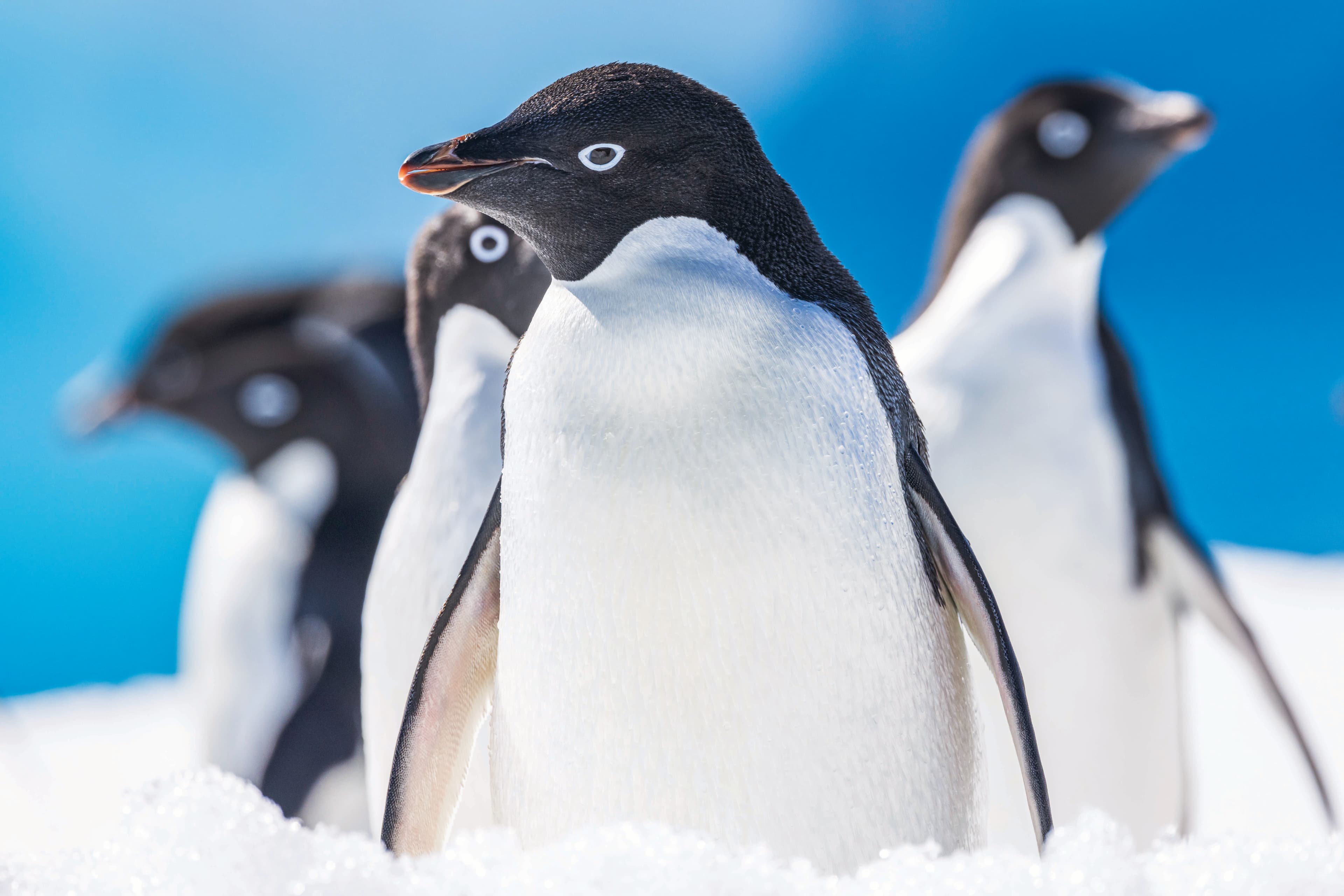 apeacock_antarctica_240101-1263.jpg