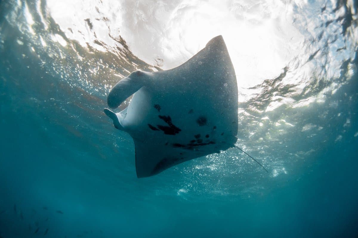 Fatu Hiva Manta 2019_Maya Santangelo_1.jpg