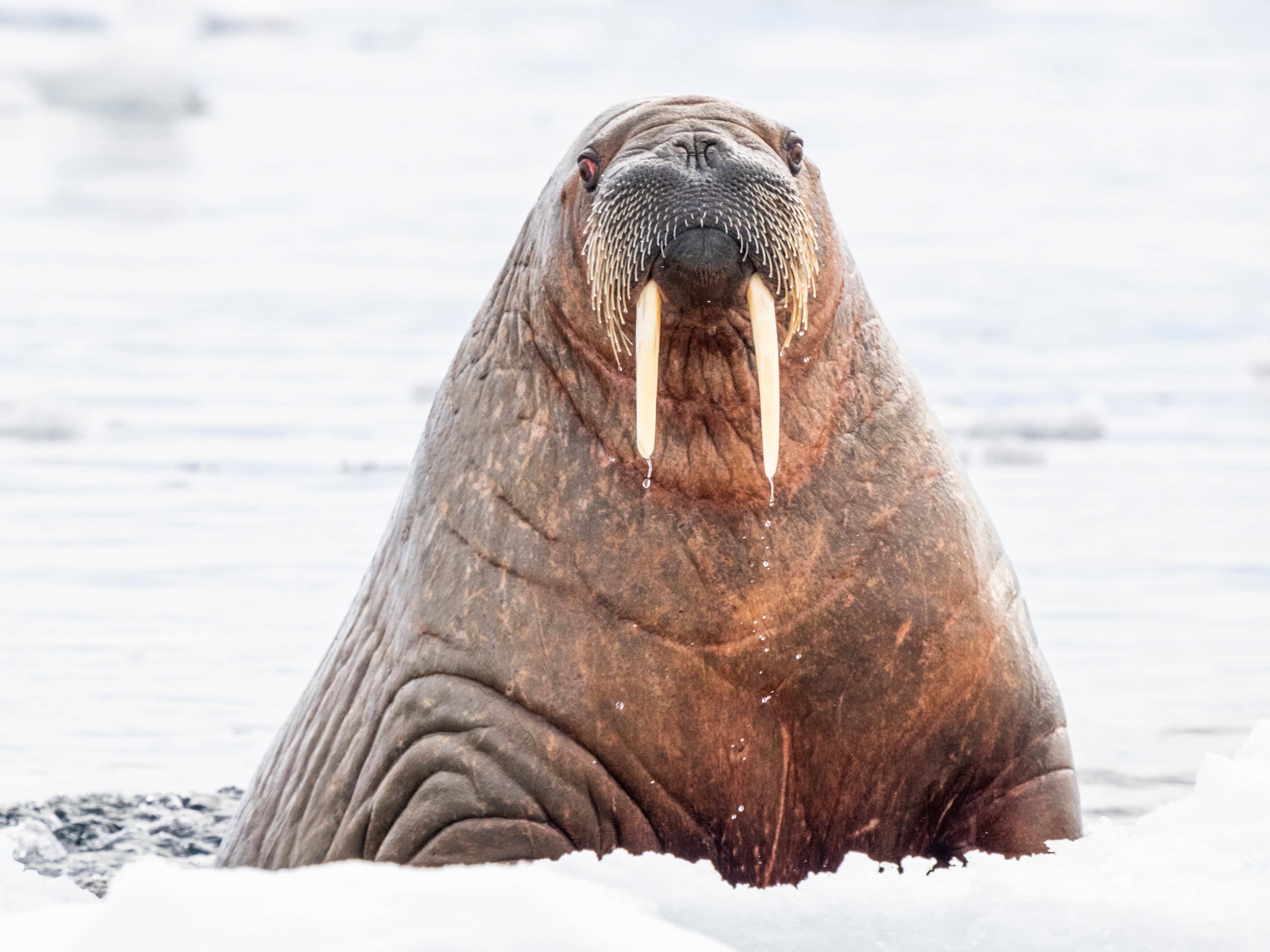 Large RGB-LEX-Norway Svalbard 0522 136.jpg
