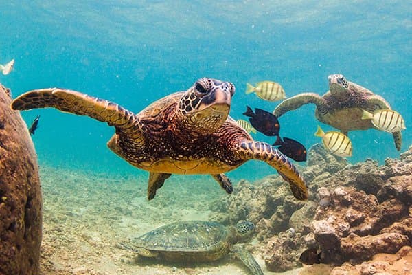 swim_champs_shutterstock_557762512.jpg