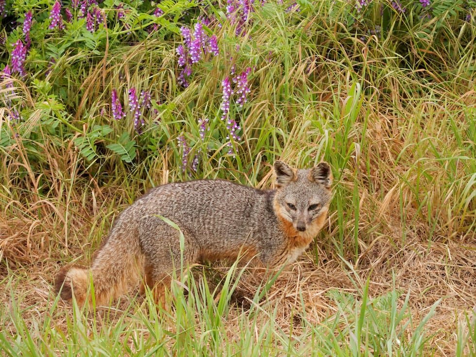 The Endemic Flora and Fauna of California's Channel Islands - Article