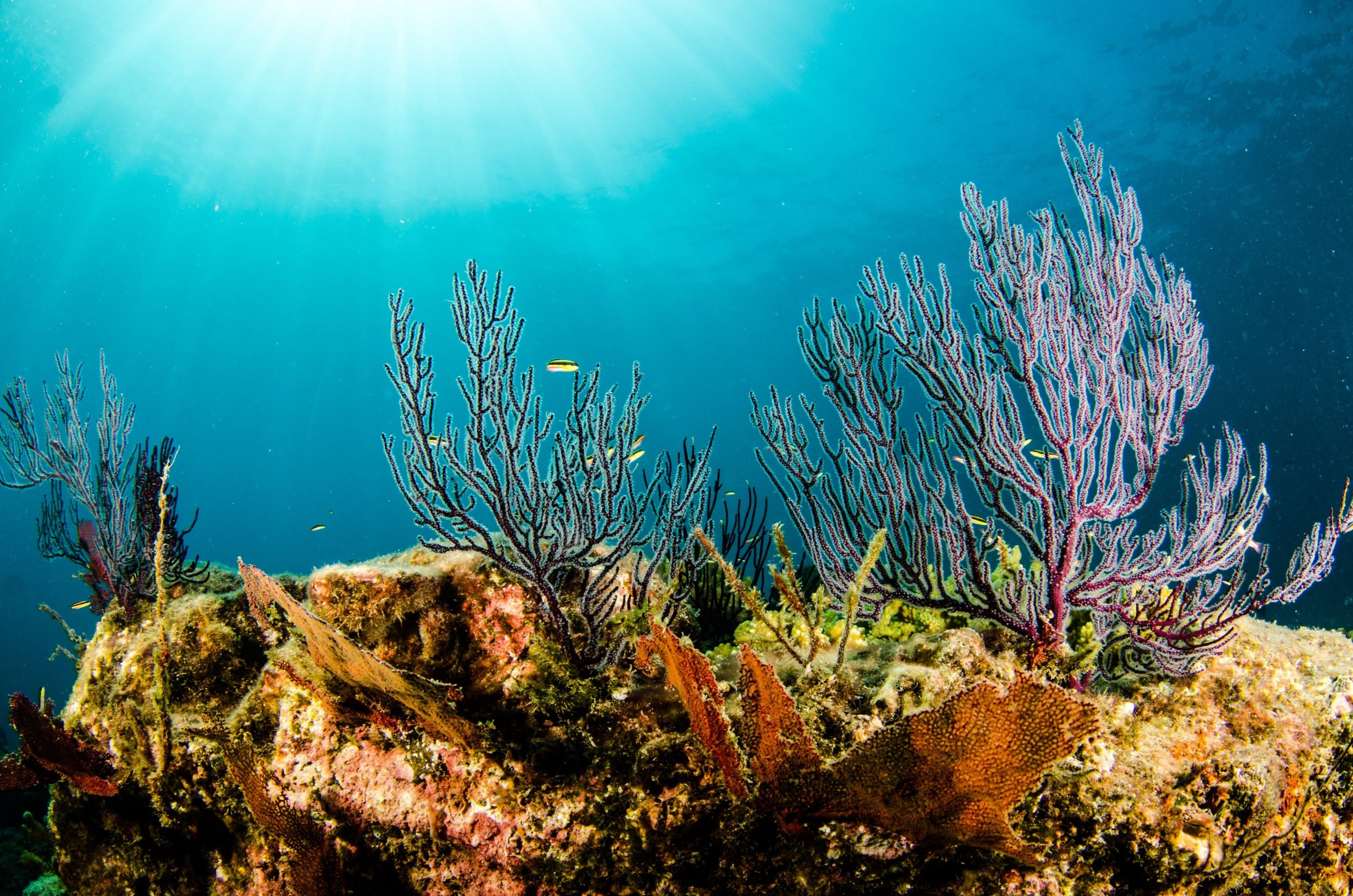 Cabo Pulmo Fan coral.jpg
