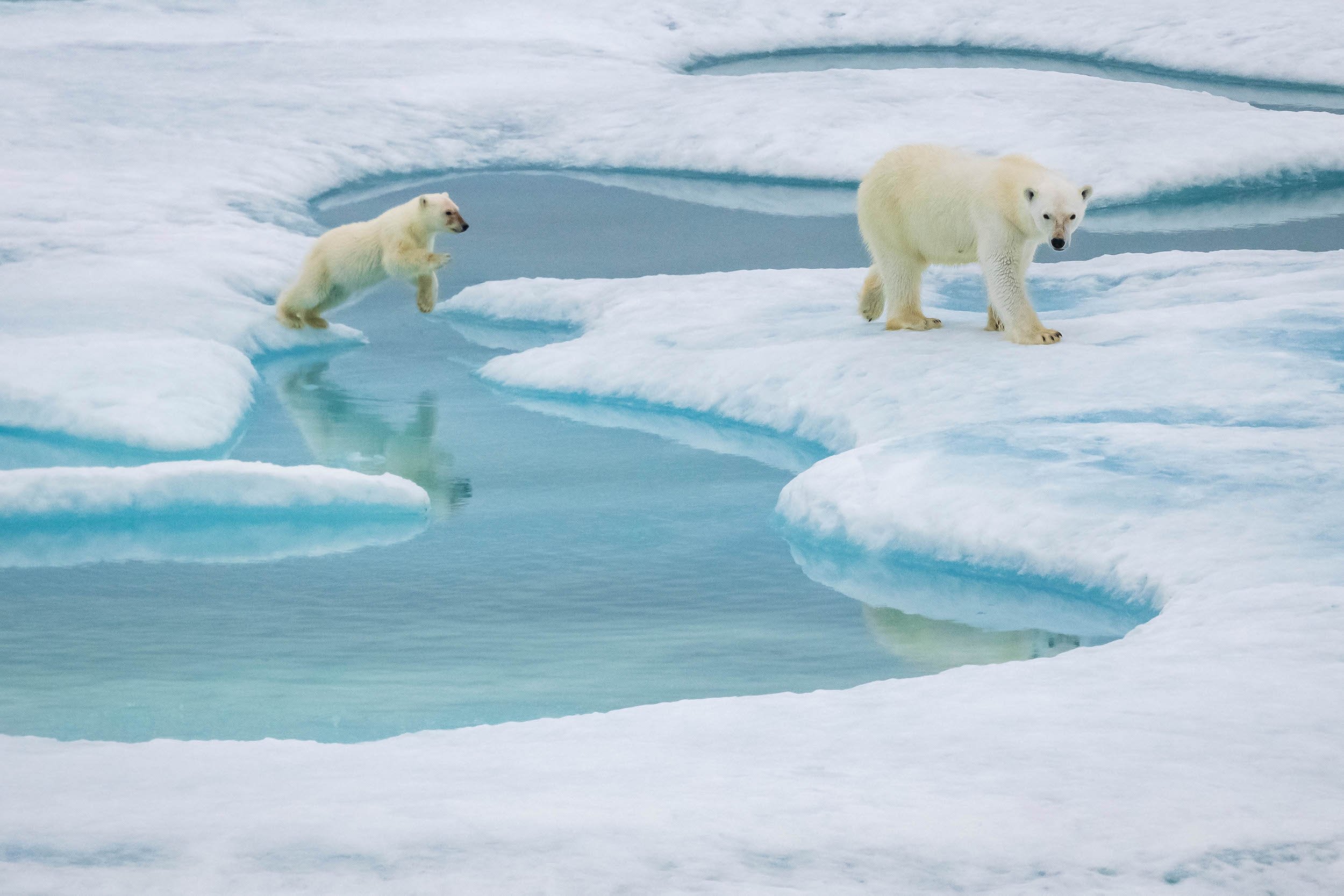 Polar Mom and Cub RLH.jpg