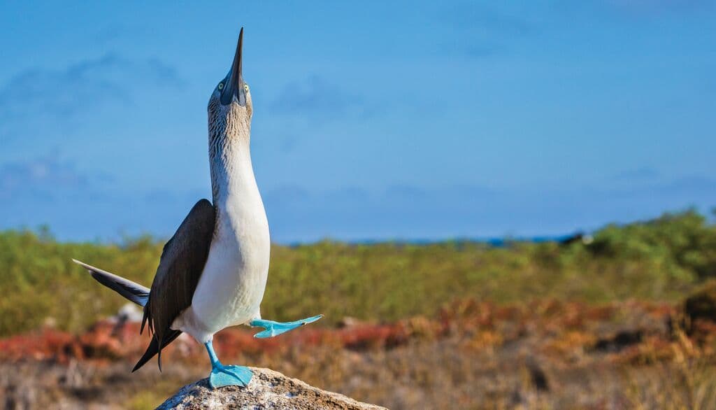 Medium RGB-Ecuador_Galapagos_GL662.jpg