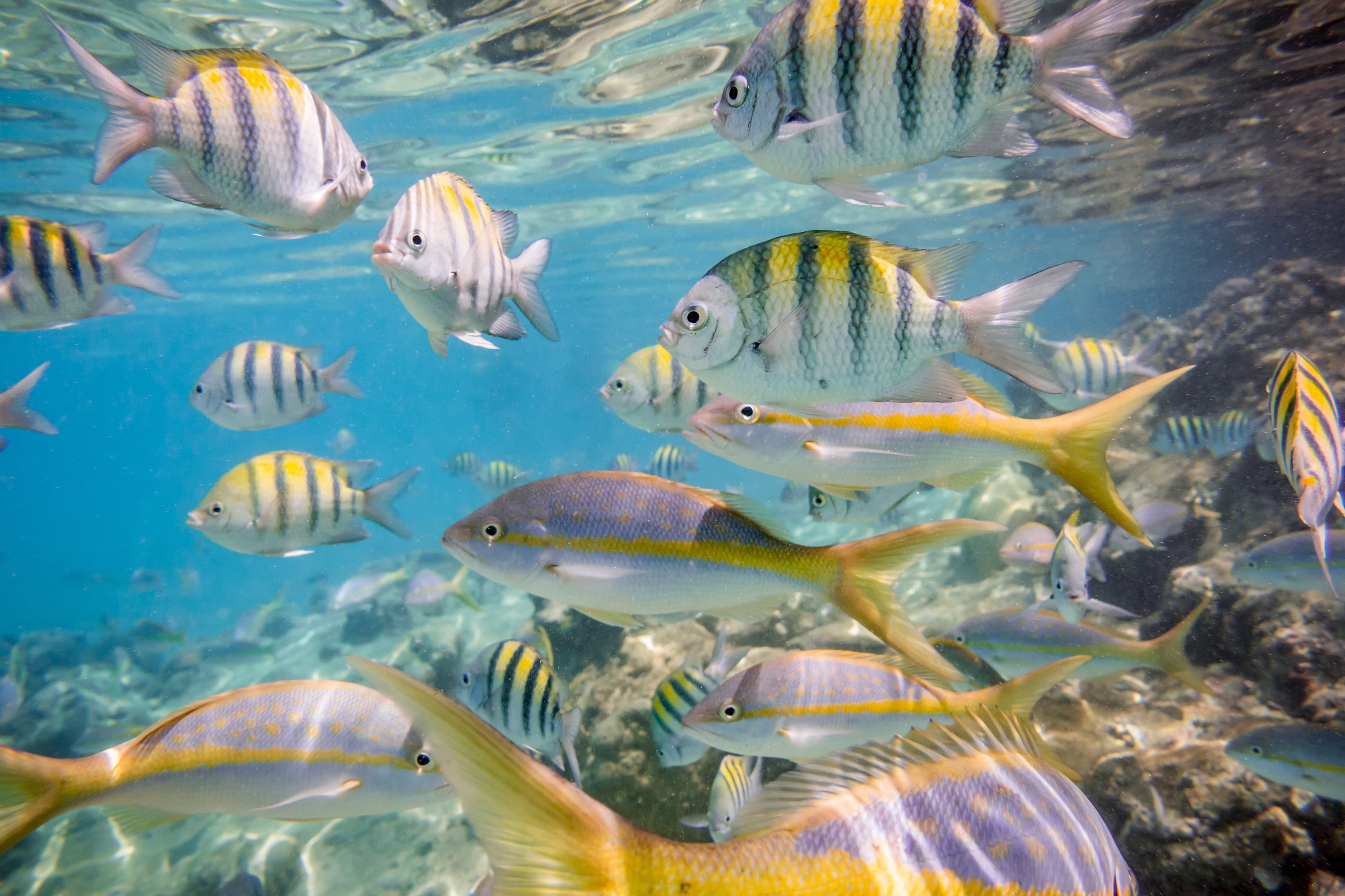Large RGB-LEX-Cuba Greater Antilles istock 1330961010.jpg
