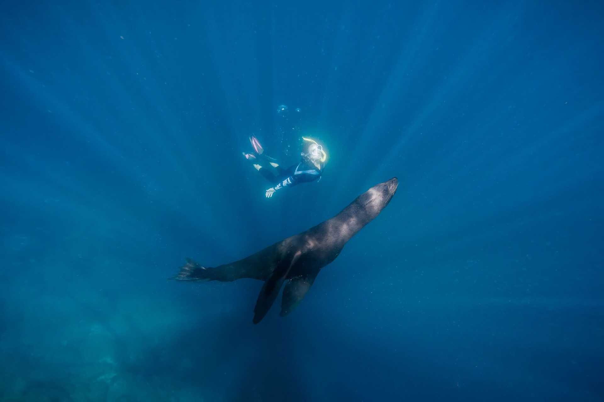 a snorkeler with a fur seal