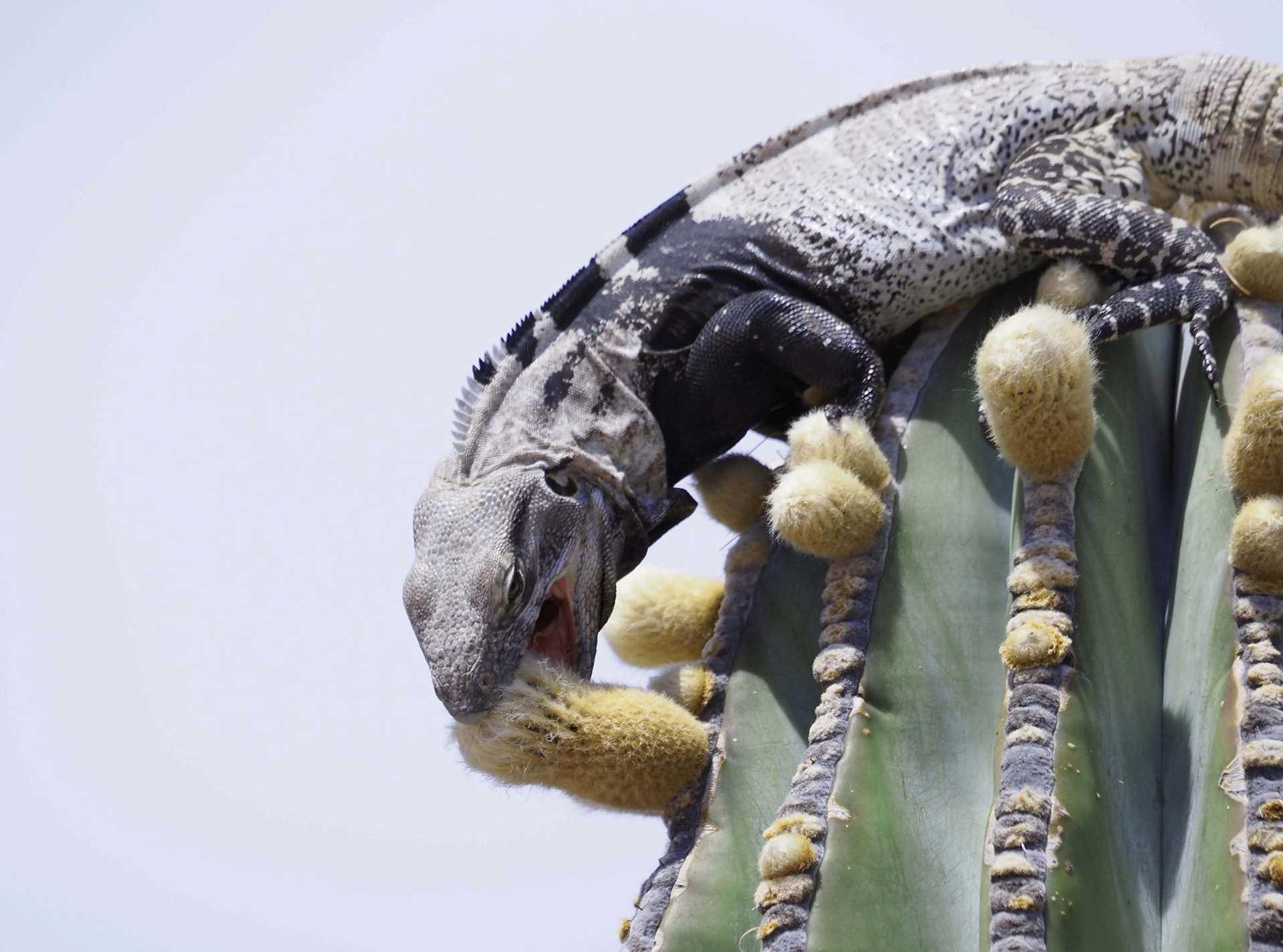 iguana eating a cactus